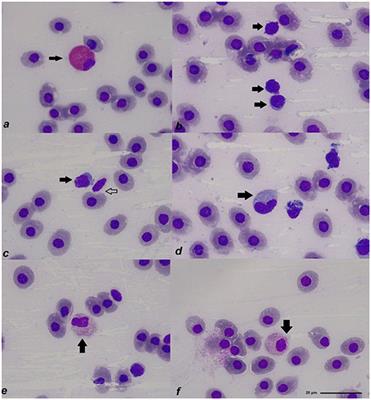 Blood collection under anesthesia, peripheral blood cells, plasma biochemistry, and plasma protein electrophoresis in a living fossil: the Spotted Ratfish (Hydrolagus colliei)